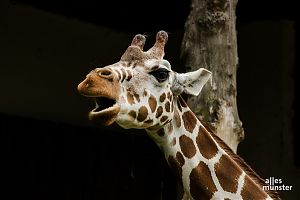 Am 22. August 2021 überträgt das webradio münster von 11.00 Uhr bis 13.00 Uhr eine Live-Diskussion aus dem Allwetterzoo Münster. (Foto: Thomas Hölscher / ALLES MÜNSTER)